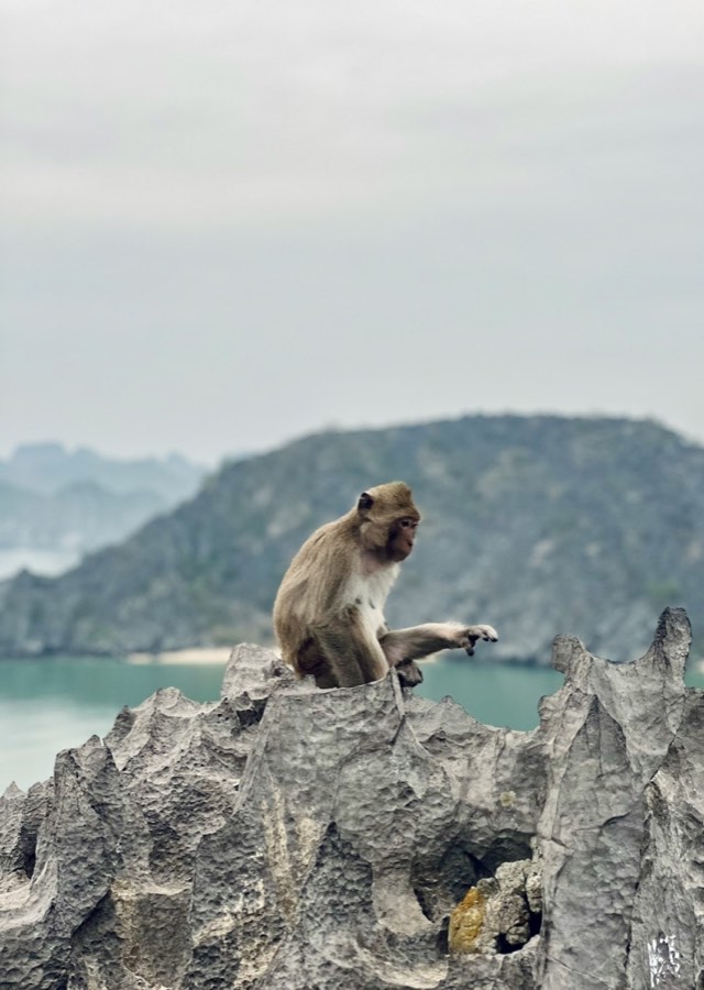 Monkey on a limestone outcrop, Cat Ba Island, Vietnam