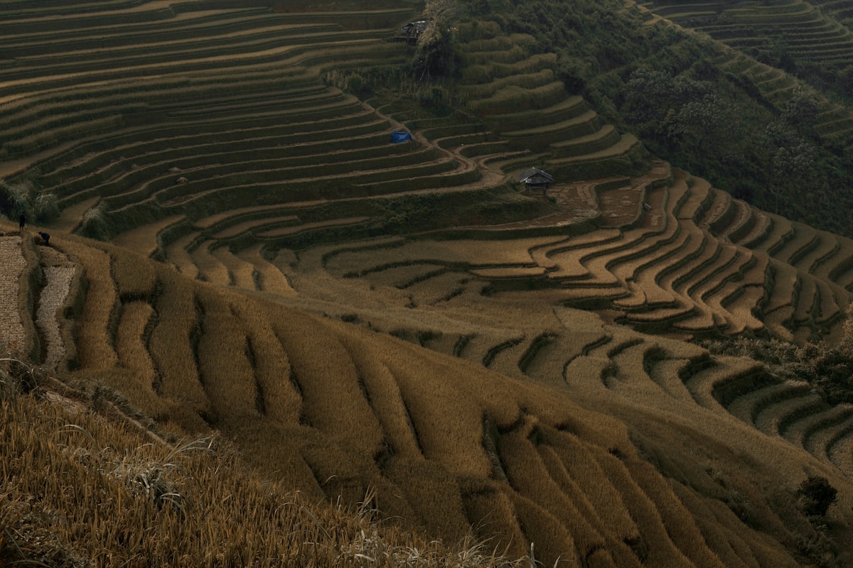 Rice terraces, Mu Cang Chai