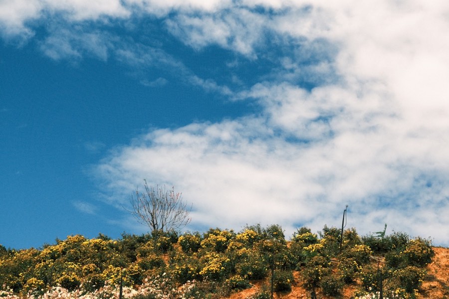 Yellow flower-covered hills under blue sky, Da Lat highlands, Vietnam