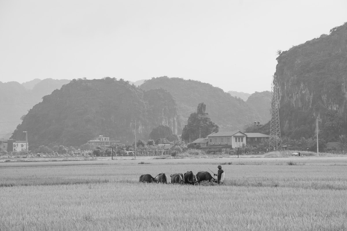 Farmer herding water buffalo across a rice field in northern Vietnam