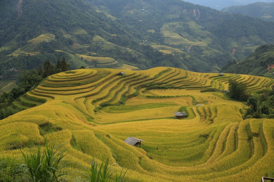 Rice field with farmhouse in the mountains, northern Vietnam