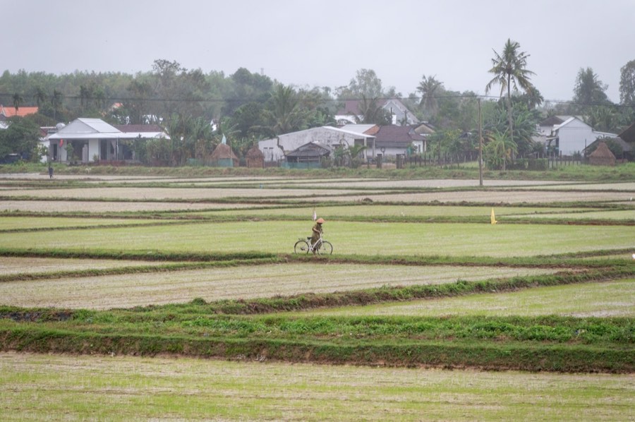 Cyclist riding through a rice field, Mai Chau, Vietnam