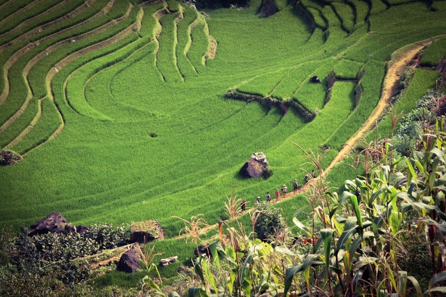 Tiered rice terraces in the mountains, Mai Chau area, Vietnam