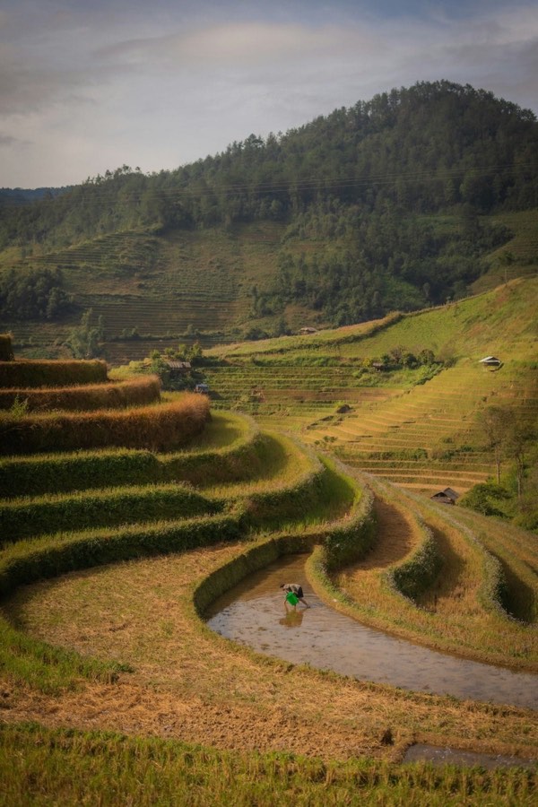Worker tending terraced rice paddies, Mu Cang Chai, Vietnam