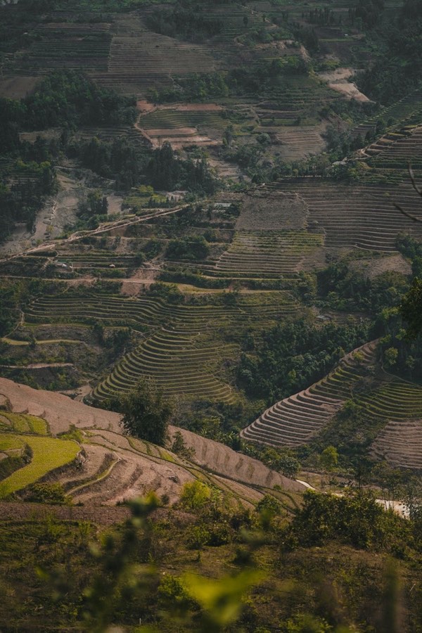 Terraced rice fields cascading down a mountain slope, Mu Cang Chai, Vietnam