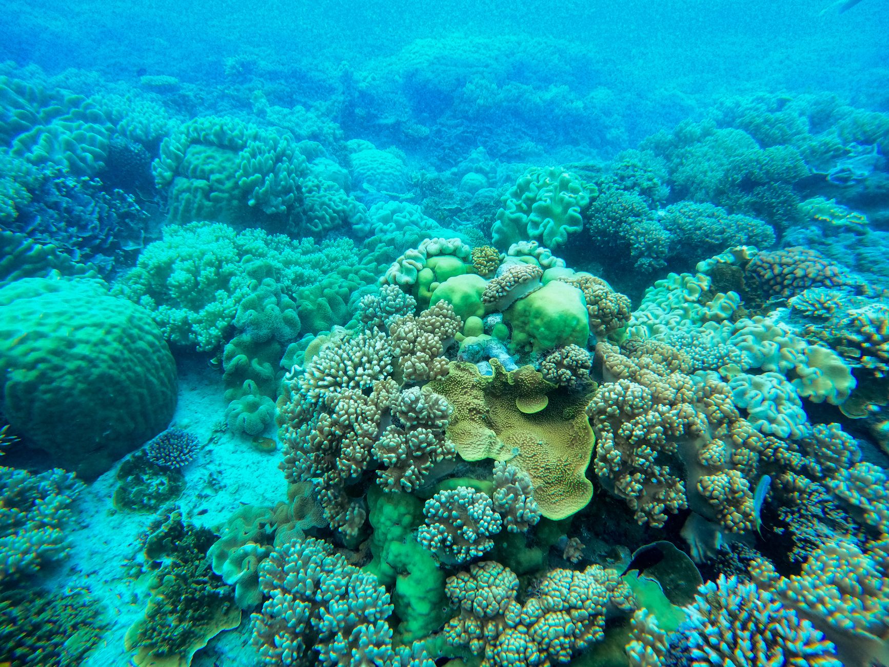 Colorful coral reefs underwater at a dive site near Phu Quoc Island, Vietnam