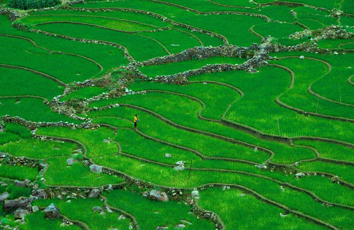 Person in yellow jacket walking across vivid green rice terraces in Pu Luong Nature Reserve, northern Vietnam