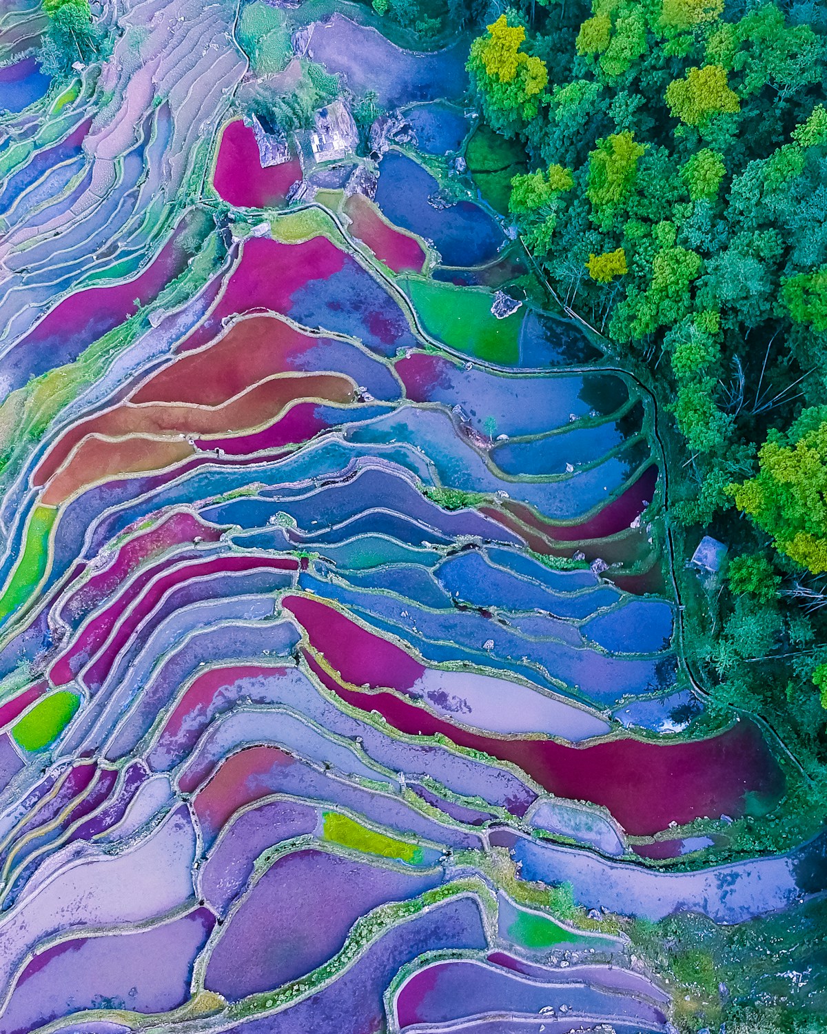 Rice terraces, Sapa