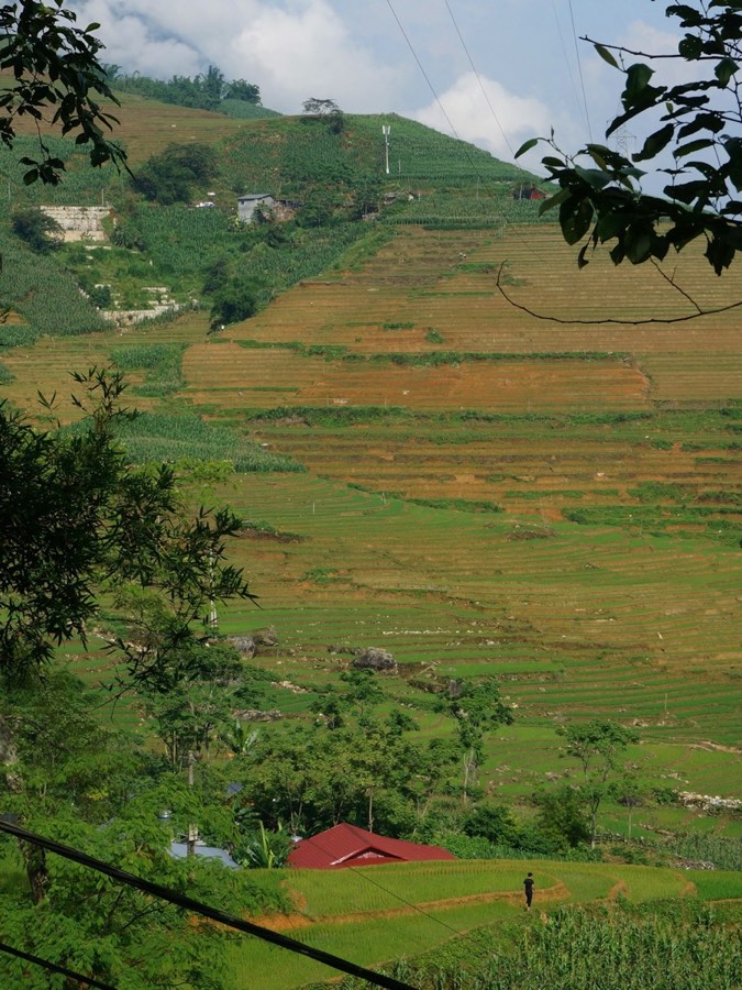 Terraced rice fields cascading down a hillside, Sapa, northern Vietnam